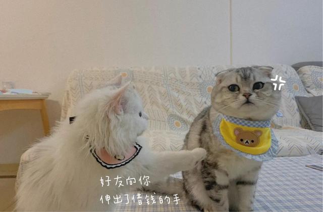 折耳虎斑猫的特点:猫猫耳朵很小，是折耳猫吗？如何辨别呢？