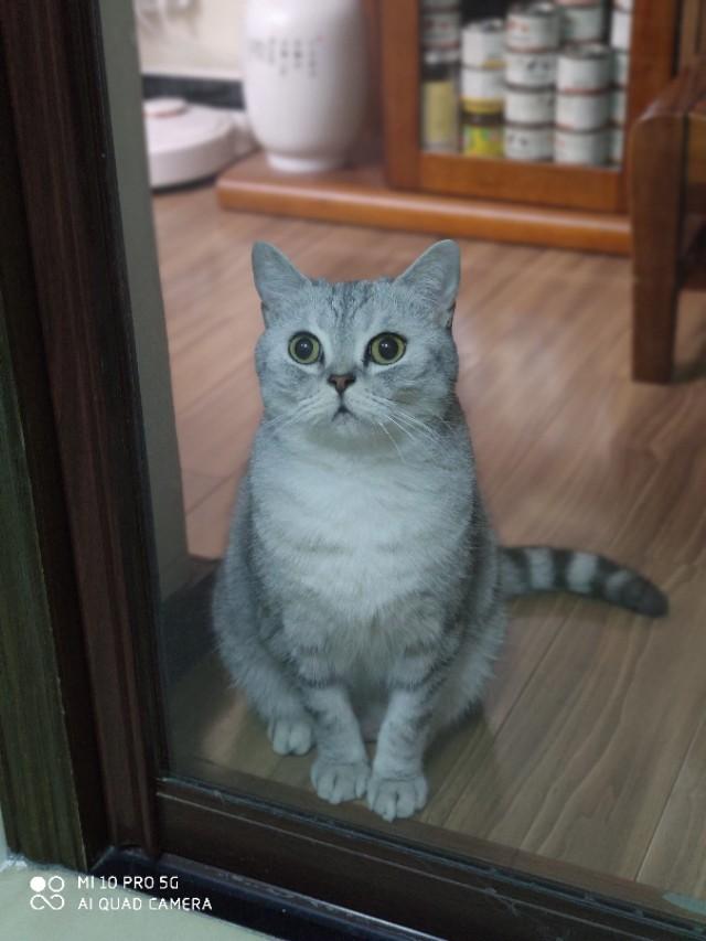 养猫记 by angelo:有人说猫是奸臣，它到底与主人有感情吗？