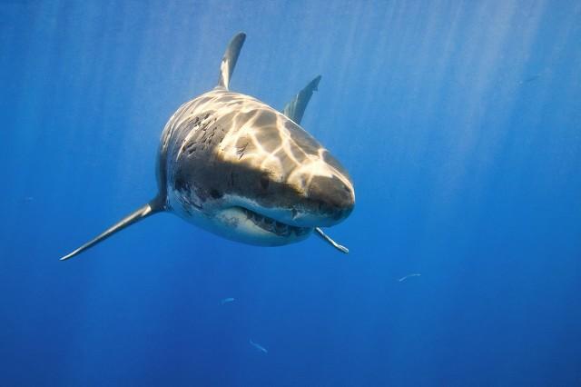水下中国 纪录片在线观看，鲨鱼碰上虎鲸动都不动，任凭虎鲸撕咬，这是为什么