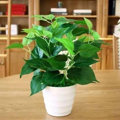 室内最好的观赏植物:十大室内观赏植物 室内养花，养几种花比较好？