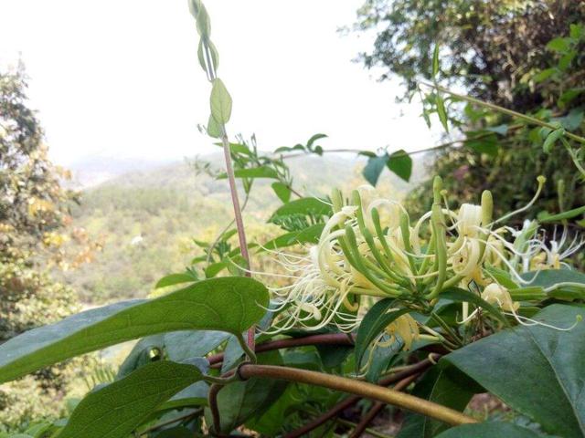 蔓长春花耐寒吗:花叶蔓长春花耐寒多少度 南方地区耐阴耐寒的植物有哪些？