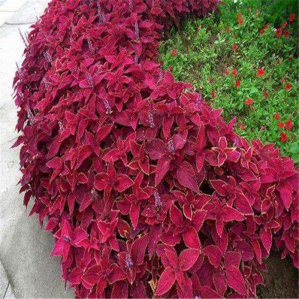 别墅庭院最佳树木,农村别墅院子中绿化带种些什么植物好？