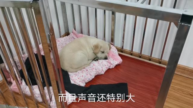 狗窝:怎样训练狗狗习惯睡狗窝？