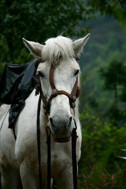 头条问答 - 《西游记》中的白龙马是"和尚"还是属于"俗家人",为什么?