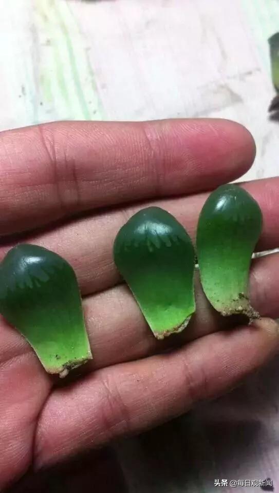 条纹十二卷变黑:多肉十二卷怎样割叶片繁殖？