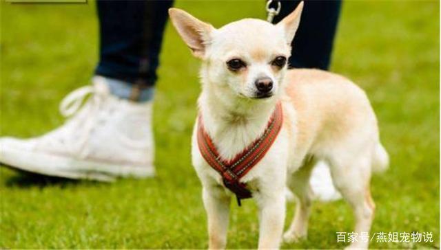 大型宠物犬品种大全及图片:哪些狗狗的命够长、够硬？