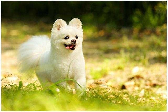 博美犬性格博美聪明吗:有养博美犬的吗？你觉得博美的优点跟缺点是什么？