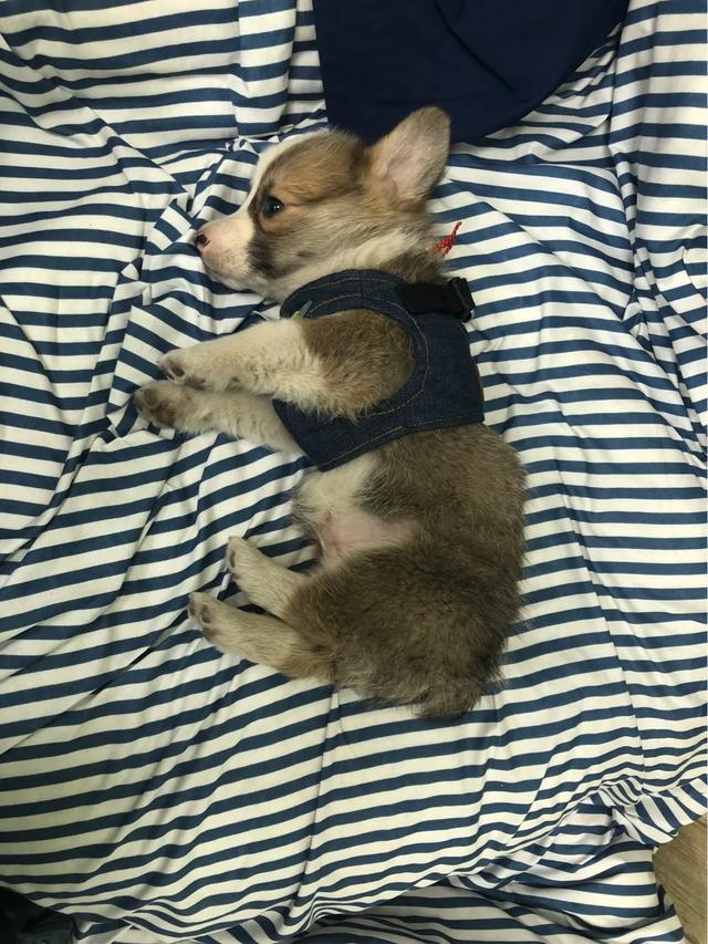 柯基多少钱一只:为什么柯基犬的价钱这么昂贵呢？