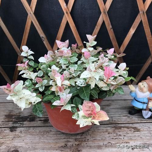 花叶芋根结线虫病:柑橘根结线虫有哪些危害？我们该如何有效防治？