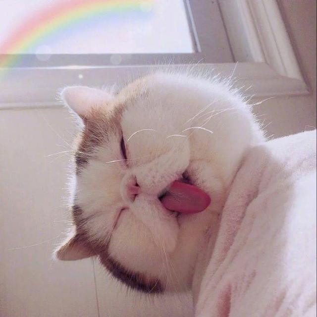 猫咪不乖by:猫是不是要从小养才会跟主人有感情呢？
