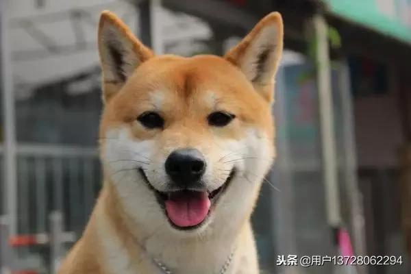 巴赛特猎犬价格:斯塔福犬怎么样，幼犬价格多少钱？为什么？