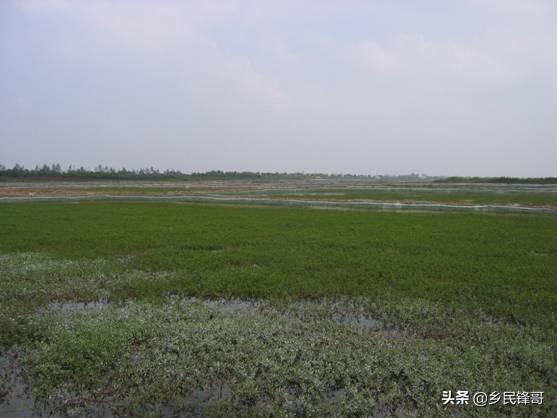 章鱼栖息习性是啥样的，山鸡有哪些生活习性养殖中如何合理安排