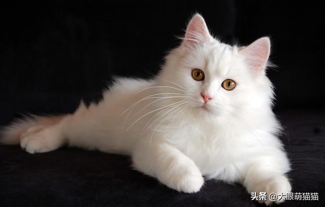 我家猫主子银渐层生的。猫爹是银点。我想知道我家这个是什么猫？