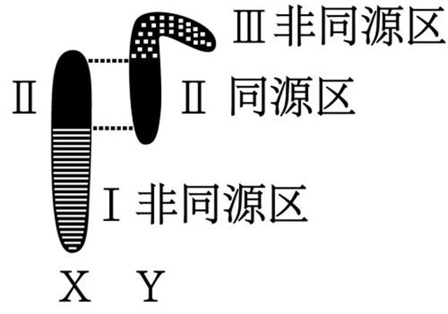 人类为什么没有yy染色体呢?