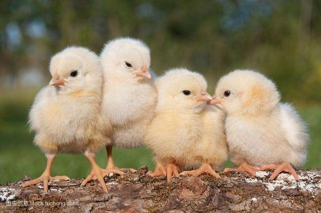 双黄鸡蛋能不能孵出小鸡如果有可能会是双胞胎小鸡吗(双黄蛋能不能孵出两个