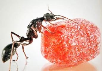 家里的蚂蚁除了一遍又一遍,还是灭不掉,赶不走,怎么办啊？
