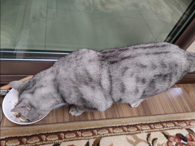 养猫记 by angelo:有人说猫是奸臣，它到底与主人有感情吗？