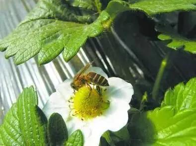 大棚草莓如何使用蜜蜂授粉更科学-图2