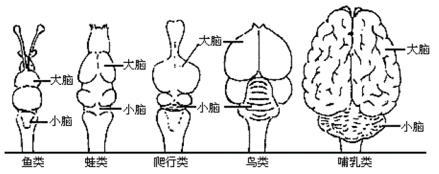 男子活剖真龙后续，国外一只公鸡被斩掉头部后仍活了18个月，这到底是为什么