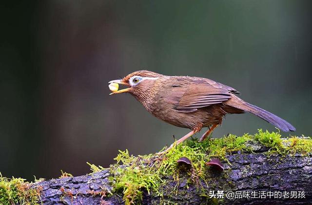 贵州凯里最好的画眉鸟图片:俗话说“一胆二力三功夫”，画眉鸟好不好？