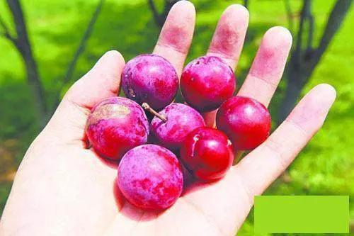 紫隆山葡萄酒什么档次，去公园玩，好多人在摘绿化树紫叶李上的果子，能吃吗