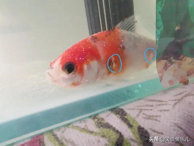 锦鲤鱼常见病及图片:锦鲤无精打采，趴缸，不知原因？