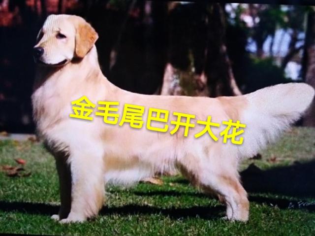 拉布拉多金毛:为什么有人说“国外养拉布拉多的人比养金毛的多”