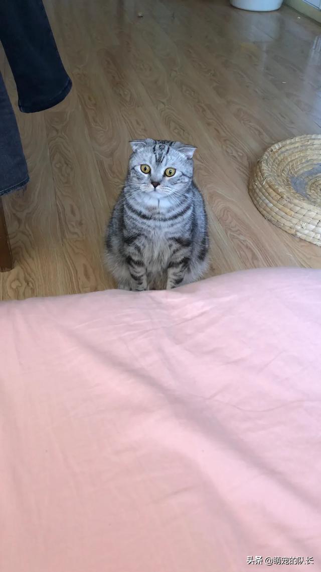 猫砂使用:如何训练猫咪使用猫砂盆？