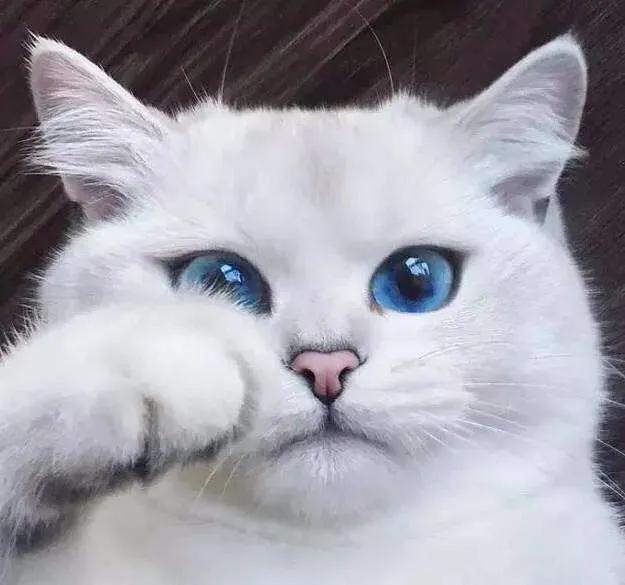 猫瞳孔颜色的代表:有关猫的眼睛冷知识有哪些？