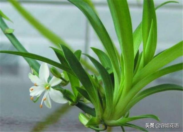 铁线蕨图片大全大图:哪种绿植放家里最好养？要懒养的那种？