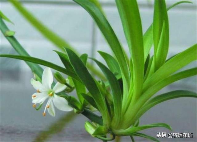 室内观花植物图片大全:种什么花对身体好，什么室内植物对通风及光照要求不高？