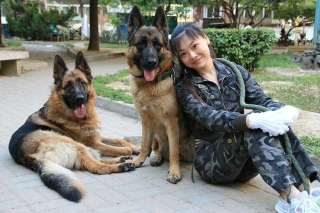 怎样饲养德国黑背:如何养好一只德国牧羊犬？