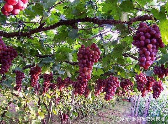 种什么果树最镇宅,植树节前后，农村院子里栽什么树比较好？