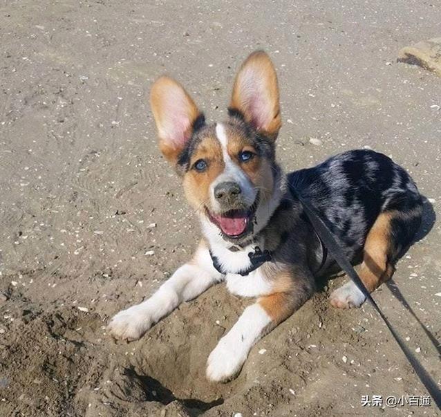 杂交白狐狸狗图片:纯种犬就一定优秀，杂交犬就一定不堪吗？