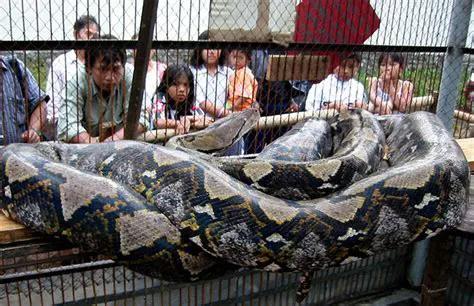 四川发现一条罕见巨蟒，世界上最大的蛇有多长蛇能大到什么程度
