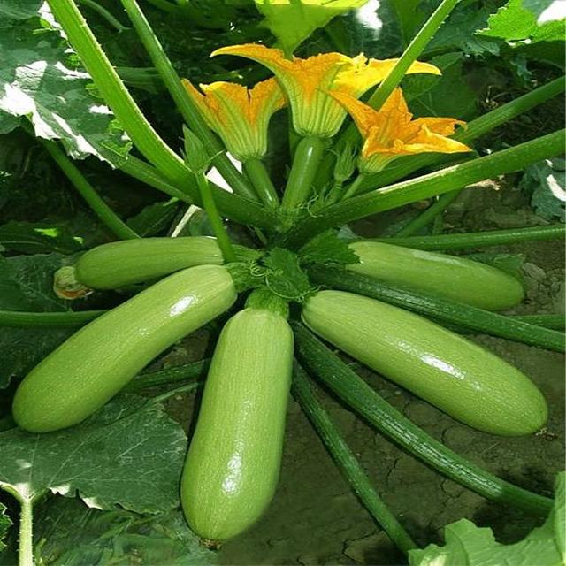 头条问答 - 三月瓜致癌是真的吗?(1个回答)