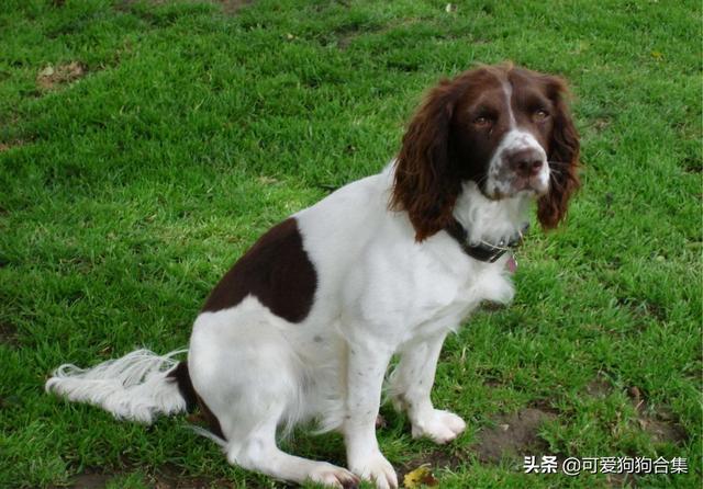 史宾格体味大吗:史宾格犬的性格好吗，智商高吗？