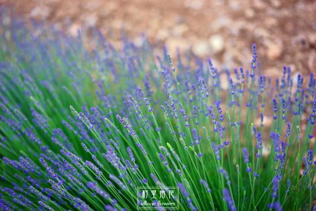 蓝花鼠尾草的繁殖方法:蓝花鼠尾草和薰衣草怎么分辨它们？