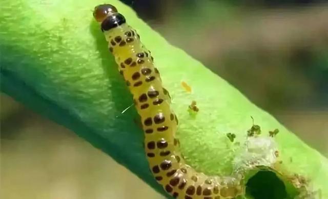 锈壁虱用何种药:可以给柑橘幼果用阿维菌素吗？
