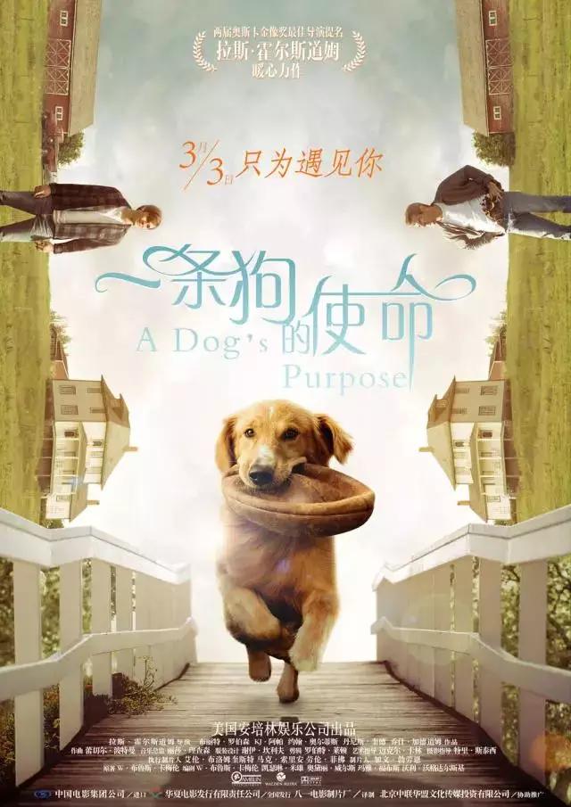 狗狗与我的十个约定电视剧:关于犬的都有什么电影和电视剧？