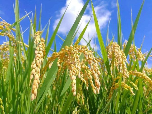 水稻苗床期 一季稻什么时候开始育苗？苗床土应该怎么配制？