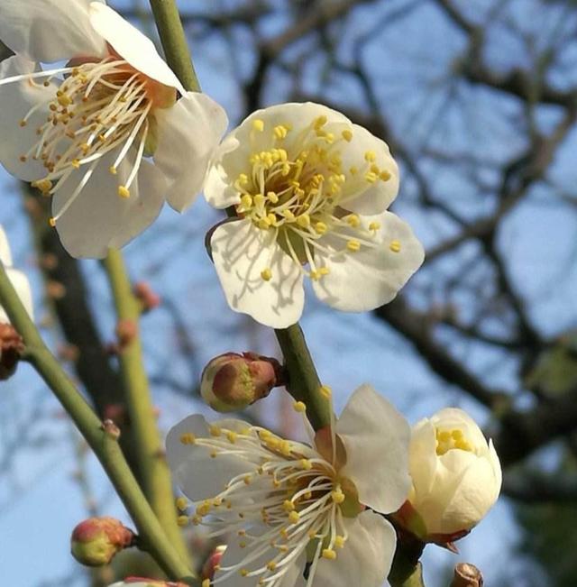 头条问答 不是一番寒彻骨 怎得梅花扑鼻香 有哪位知道是什么意思 4个回答