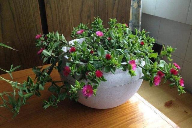 吊竹梅如何繁殖:吊竹梅的养殖方法和注意事项有哪些？