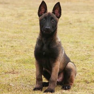 比利时马犬:为什么我的马犬感觉像二哈一样？一点也不凶，怎么训练性格？ 比利时马犬多少钱