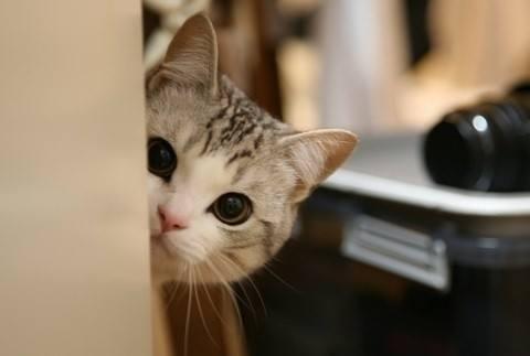 猫咪不乖的作品请:猫咪不乖的全部小说有哪些 我养了一只猫，它很不乖，很凶，我能放弃它吗？