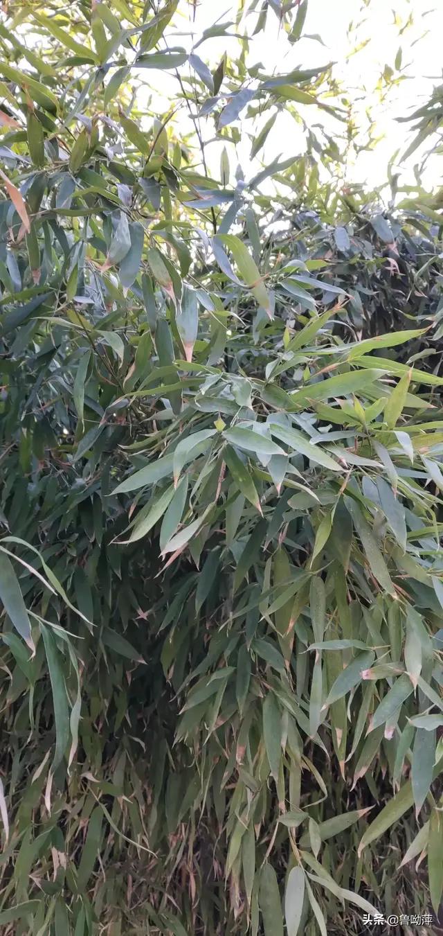 你能讲述一个你身边的民间故事吗？或者道听途说的奇人异事？