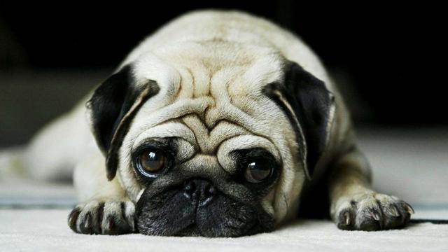 新都巴哥犬吧:巴哥犬生病时，有什么信号？