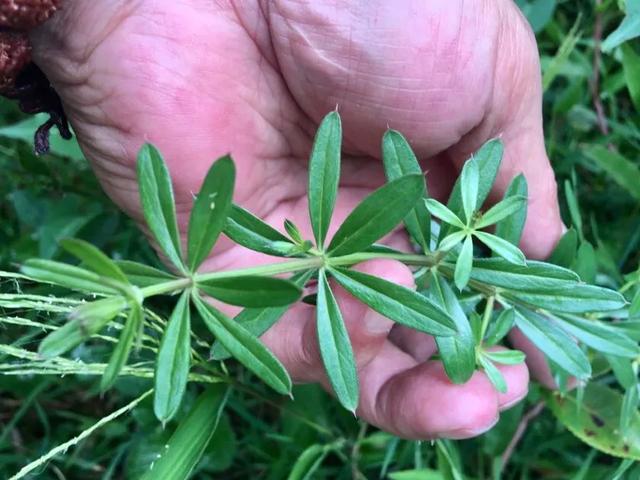 猪殃殃草有哪些功效和作用?