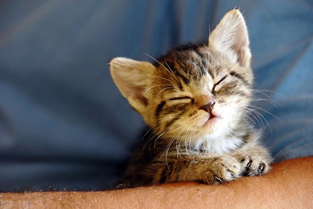家猫:在家里称王的猫咪，出来就怂的不行是为什么？