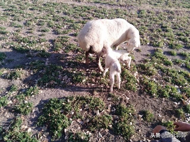 正常体温的范围:正常体温的范围是多少 人为什么会有体温，会不断发热，而不会飙升到50度80度？